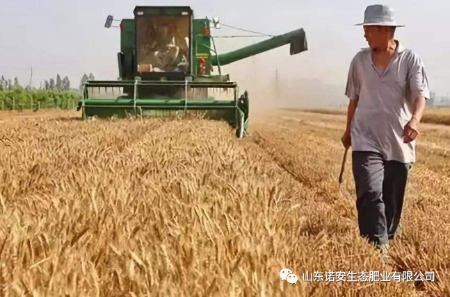 麻豆免费视频小麥專用肥花開晉魯冀大地